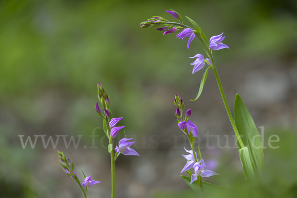 Rotes Waldvöglein (Cephalanthera rubra)