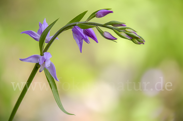 Rotes Waldvöglein (Cephalanthera rubra)