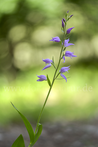 Rotes Waldvöglein (Cephalanthera rubra)