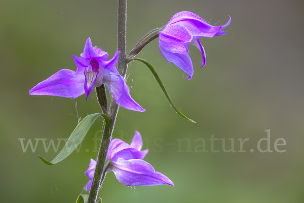 Rotes Waldvöglein (Cephalanthera rubra)