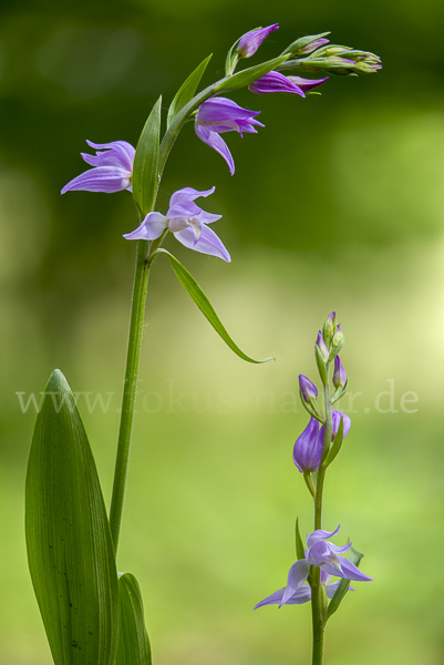 Rotes Waldvöglein (Cephalanthera rubra)