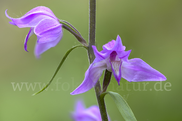 Rotes Waldvöglein (Cephalanthera rubra)