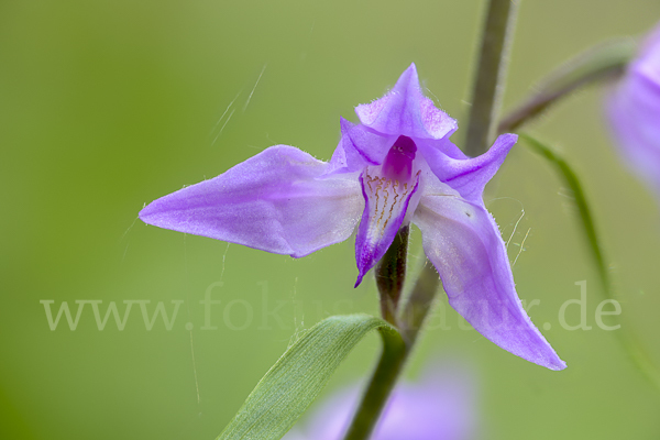 Rotes Waldvöglein (Cephalanthera rubra)