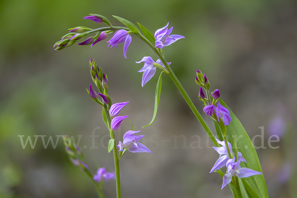 Rotes Waldvöglein (Cephalanthera rubra)