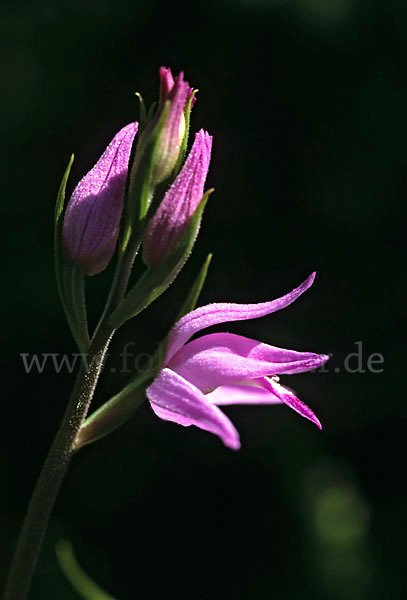 Rotes Waldvöglein (Cephalanthera rubra)