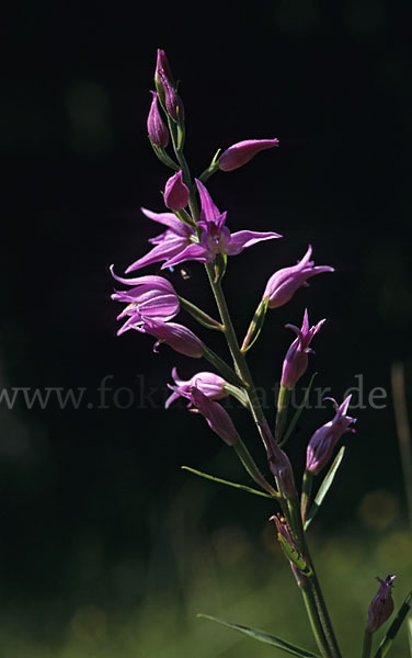 Rotes Waldvöglein (Cephalanthera rubra)