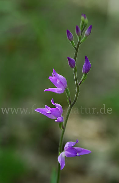 Rotes Waldvöglein (Cephalanthera rubra)