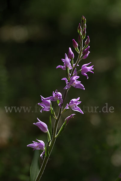 Rotes Waldvöglein (Cephalanthera rubra)