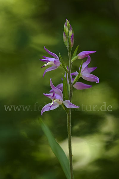 Rotes Waldvöglein (Cephalanthera rubra)