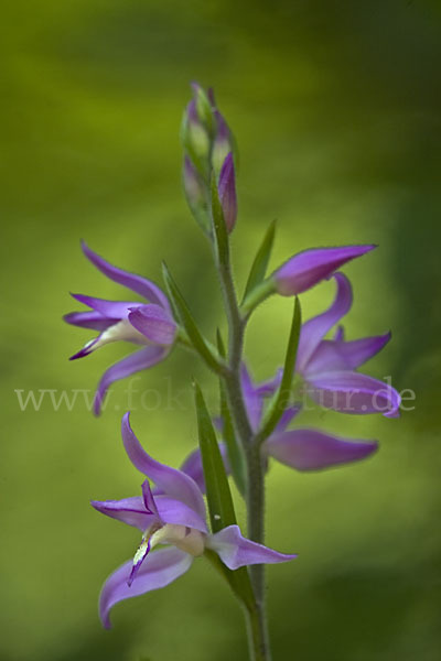 Rotes Waldvöglein (Cephalanthera rubra)