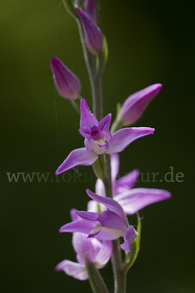 Rotes Waldvöglein (Cephalanthera rubra)