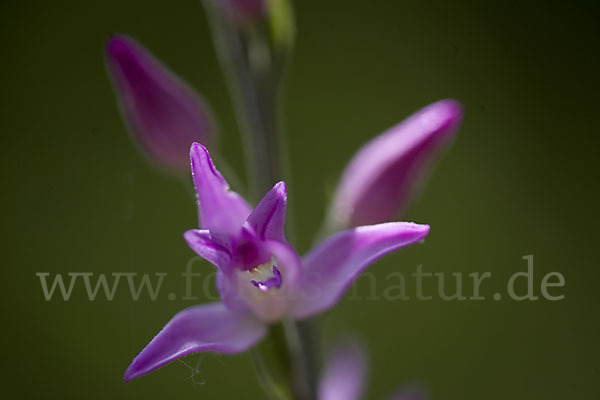 Rotes Waldvöglein (Cephalanthera rubra)