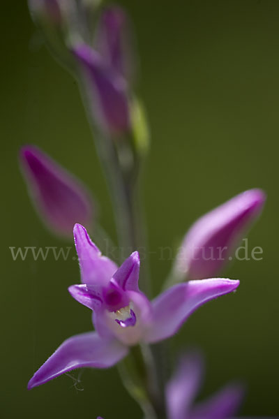 Rotes Waldvöglein (Cephalanthera rubra)