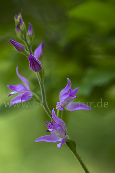 Rotes Waldvöglein (Cephalanthera rubra)