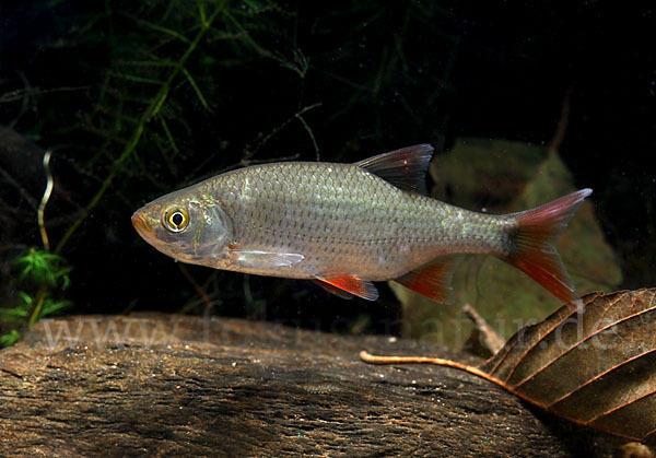 Rotfeder (Scardinius erythrophthalmus)