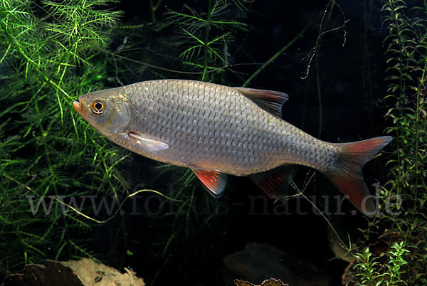 Rotfeder (Scardinius erythrophthalmus)