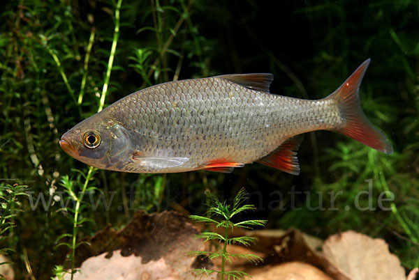 Rotfeder (Scardinius erythrophthalmus)