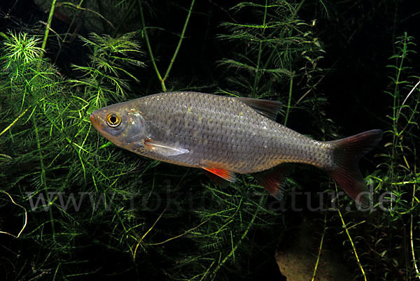 Rotfeder (Scardinius erythrophthalmus)