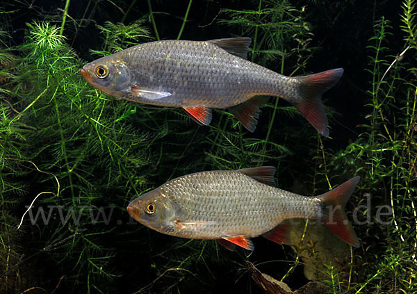 Rotfeder (Scardinius erythrophthalmus)