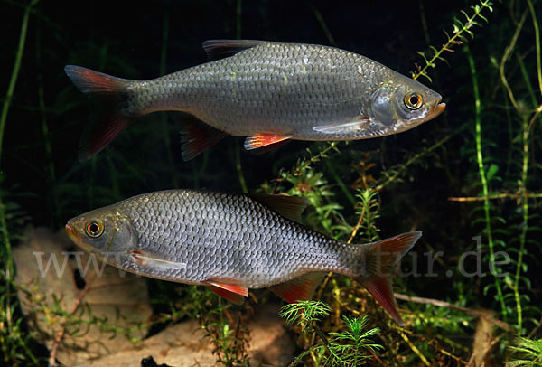 Rotfeder (Scardinius erythrophthalmus)