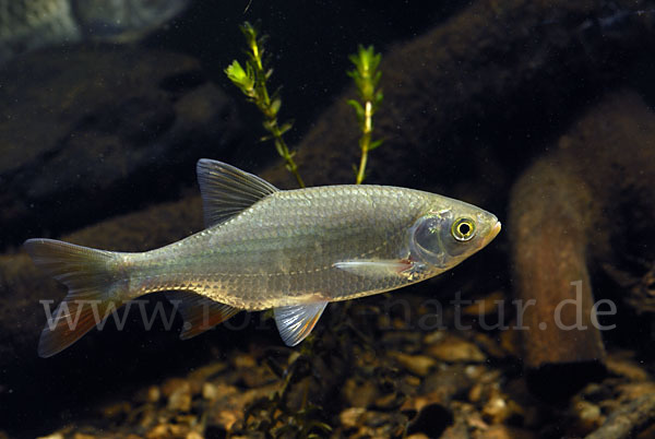 Rotfeder (Scardinius erythrophthalmus)