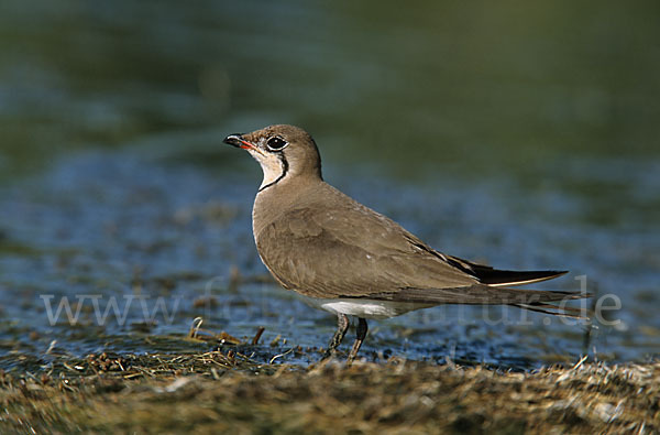 Rotflügel-Brachschwalbe (Glareola pratincola)