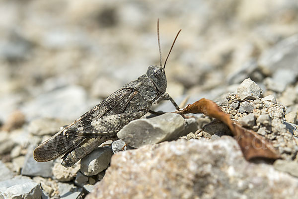 Rotflügelige Ödlandschrecke (Oedipoda germanica)