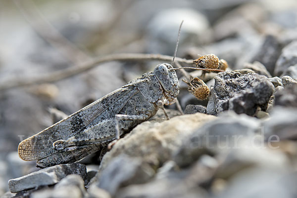 Rotflügelige Ödlandschrecke (Oedipoda germanica)