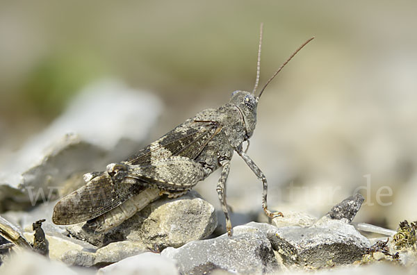 Rotflügelige Ödlandschrecke (Oedipoda germanica)