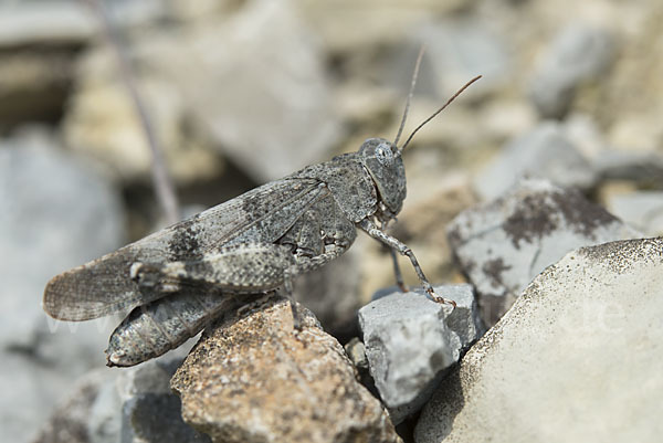 Rotflügelige Ödlandschrecke (Oedipoda germanica)