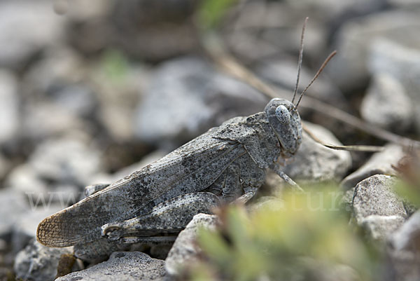 Rotflügelige Ödlandschrecke (Oedipoda germanica)