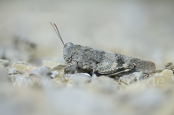 Rotflügelige Ödlandschrecke (Oedipoda germanica)