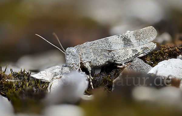 Rotflügelige Ödlandschrecke (Oedipoda germanica)