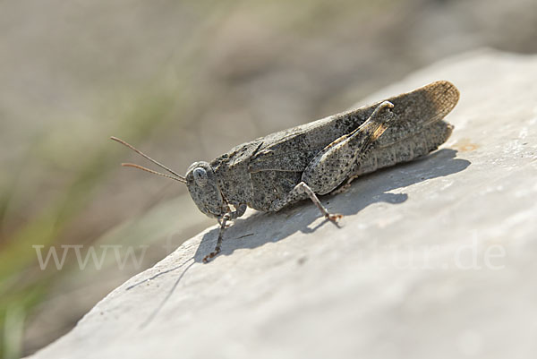 Rotflügelige Ödlandschrecke (Oedipoda germanica)