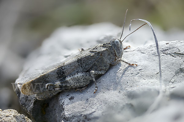 Rotflügelige Ödlandschrecke (Oedipoda germanica)