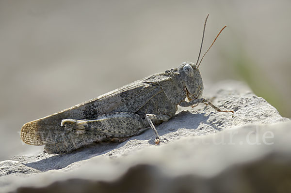 Rotflügelige Ödlandschrecke (Oedipoda germanica)