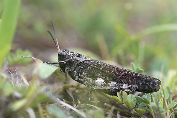 Rotflügelige Schnarrschrecke (Psophus stridulus)