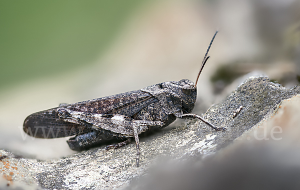 Rotflügelige Schnarrschrecke (Psophus stridulus)