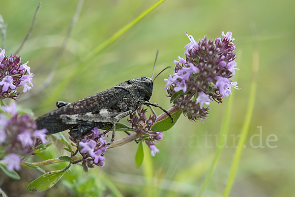 Rotflügelige Schnarrschrecke (Psophus stridulus)