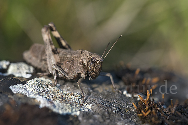 Rotflügelige Schnarrschrecke (Psophus stridulus)