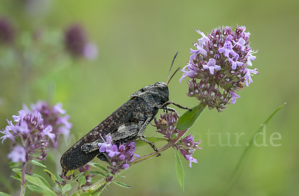 Rotflügelige Schnarrschrecke (Psophus stridulus)