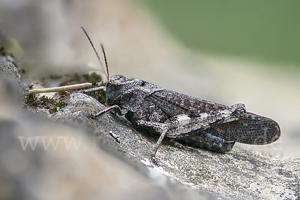 Rotflügelige Schnarrschrecke (Psophus stridulus)