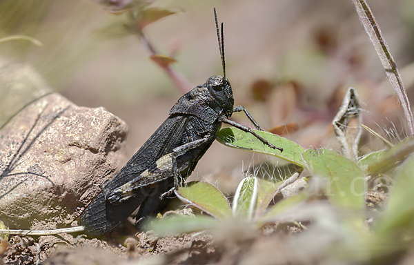 Rotflügelige Schnarrschrecke (Psophus stridulus)