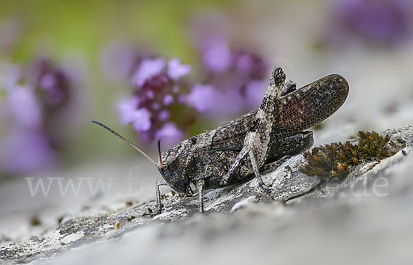 Rotflügelige Schnarrschrecke (Psophus stridulus)