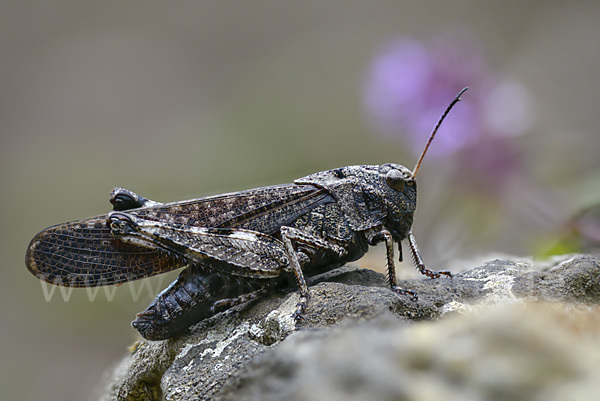 Rotflügelige Schnarrschrecke (Psophus stridulus)