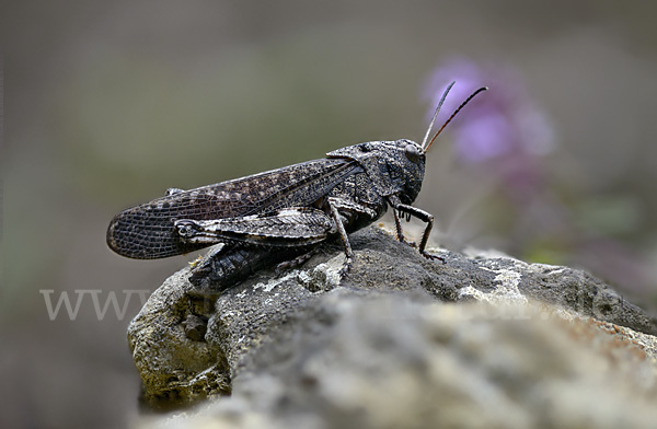 Rotflügelige Schnarrschrecke (Psophus stridulus)