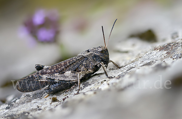 Rotflügelige Schnarrschrecke (Psophus stridulus)