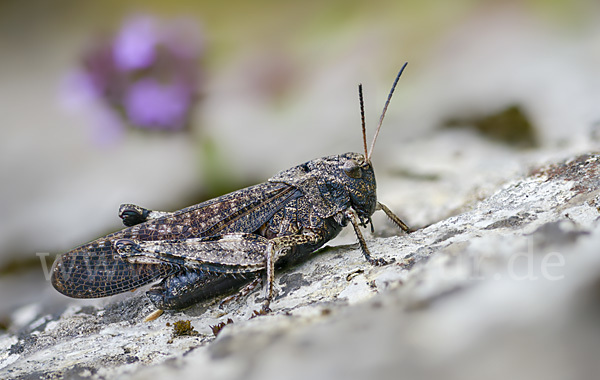 Rotflügelige Schnarrschrecke (Psophus stridulus)