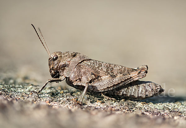 Rotflügelige Schnarrschrecke (Psophus stridulus)