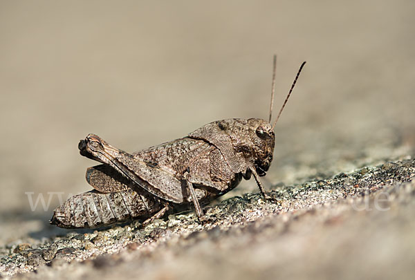 Rotflügelige Schnarrschrecke (Psophus stridulus)